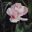 thumbnail image of painting "Double Sassy Tulip"